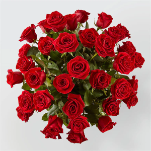 36 Fresh Red Rose Stems