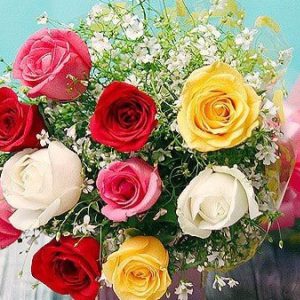 One Dozen (12) Stems of Imported Mixed Roses